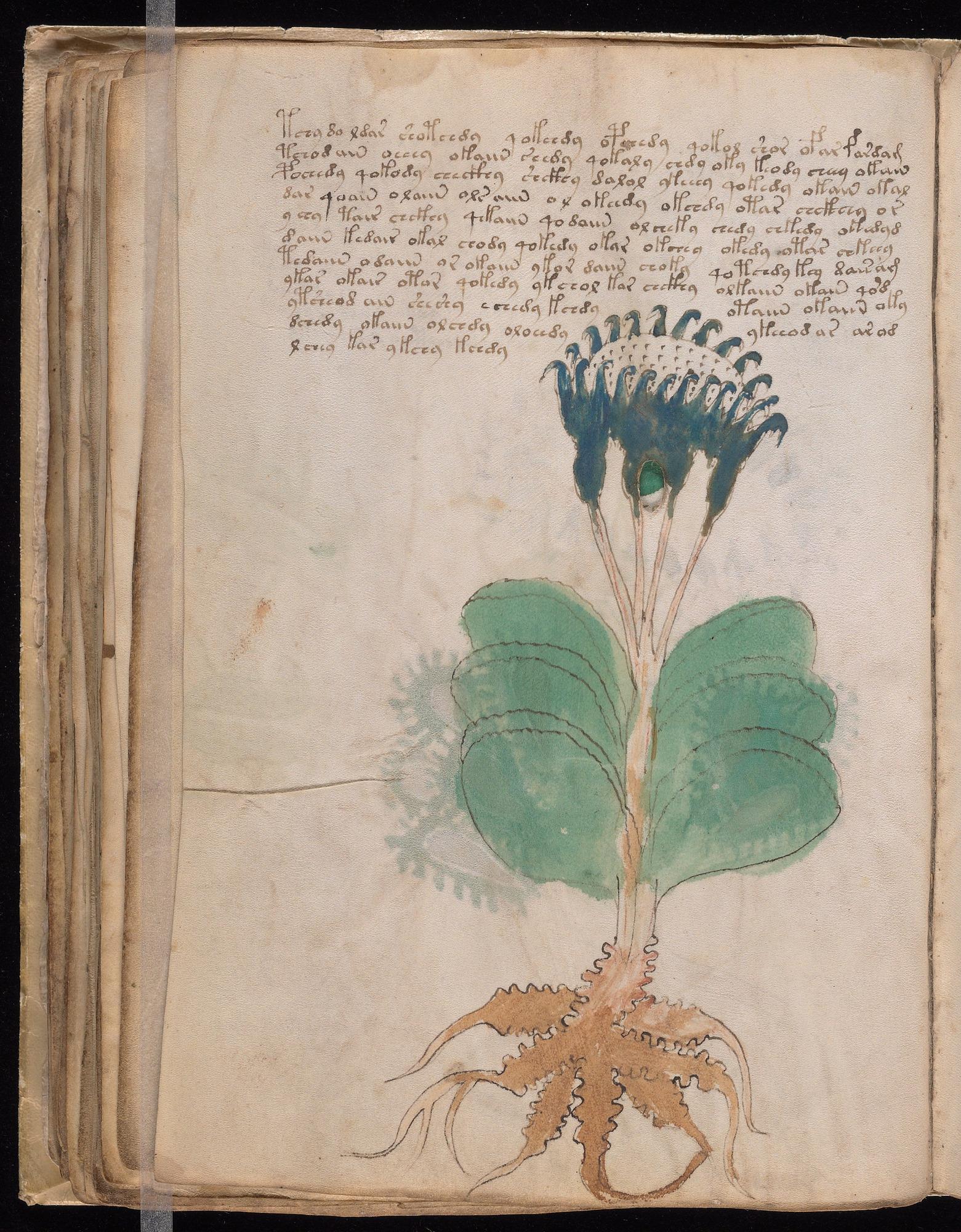 Voynich Manuscript folio f50v — Beinecke MS 408